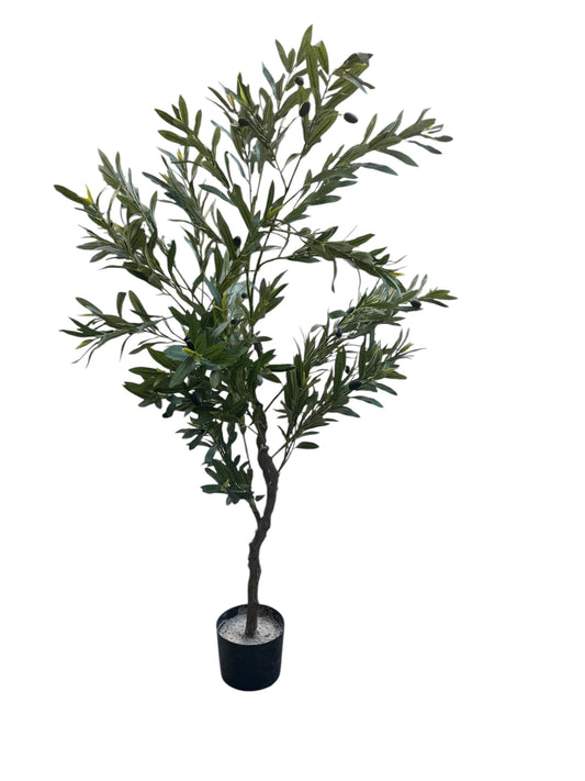 Pianta ulivo