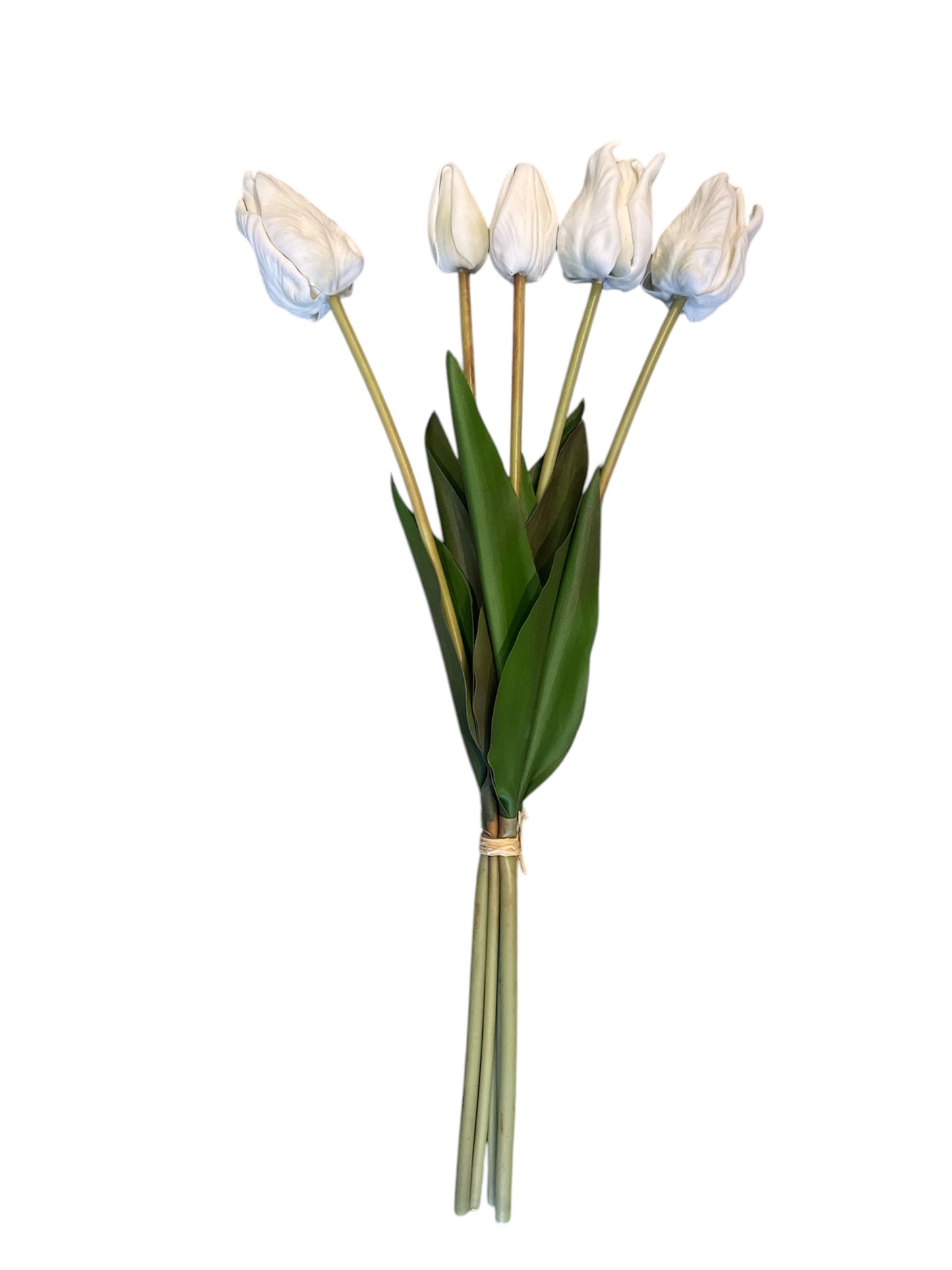 Tulipani