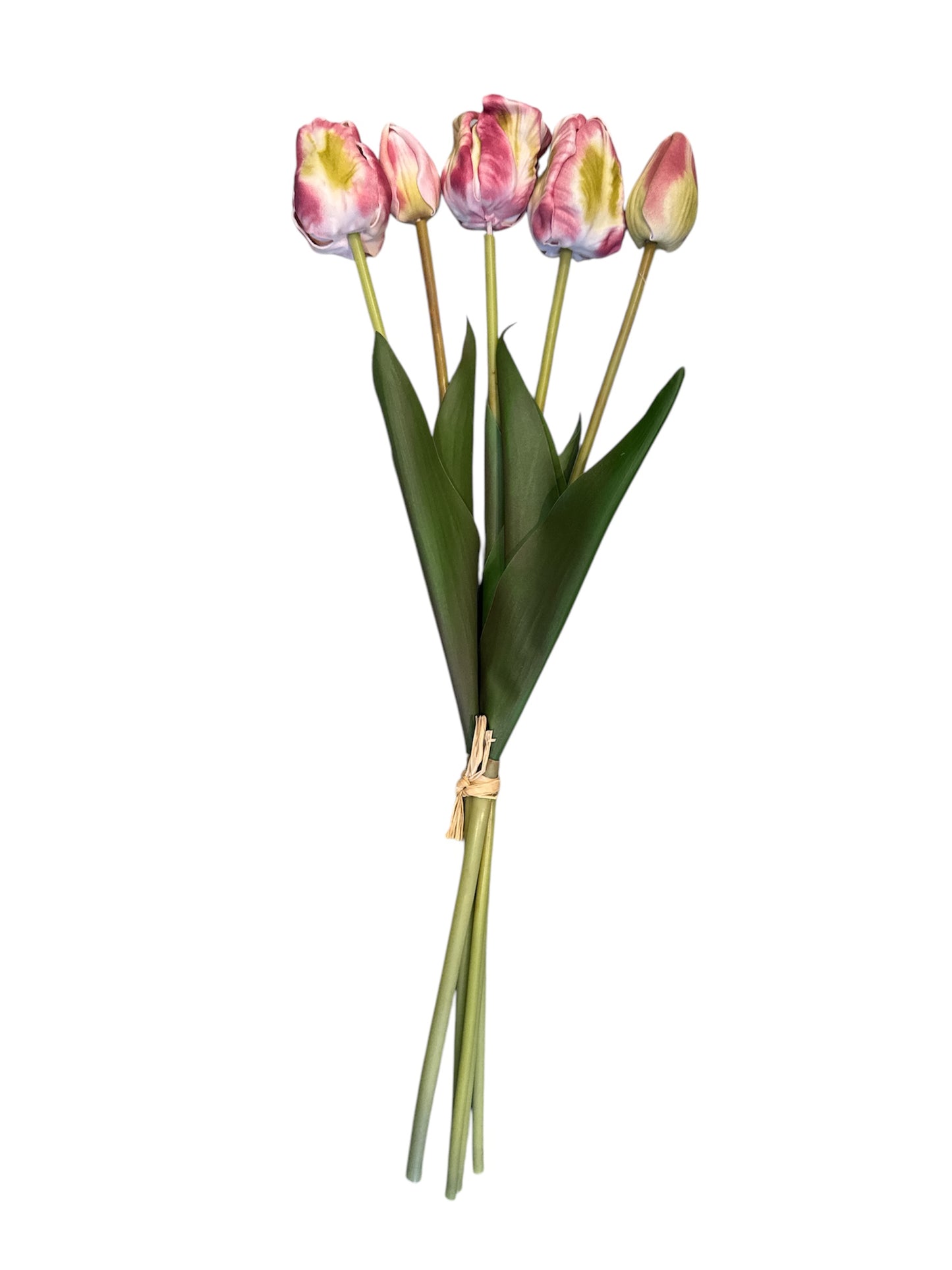 Tulipani