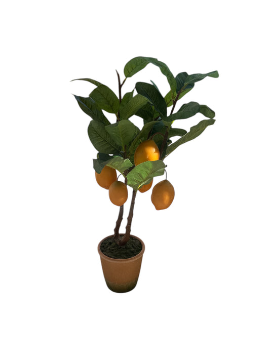 Piantina limone