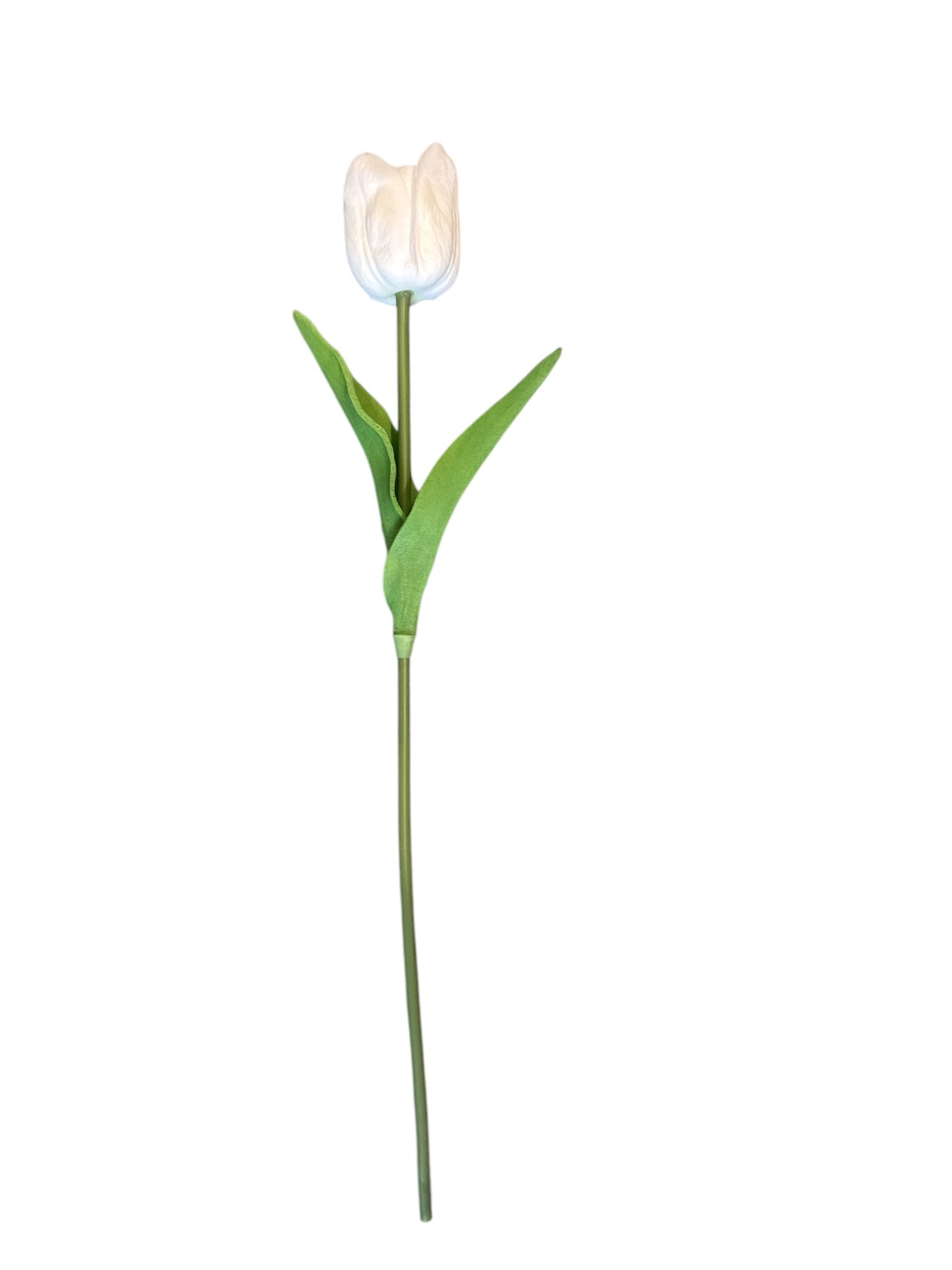 Tulipano