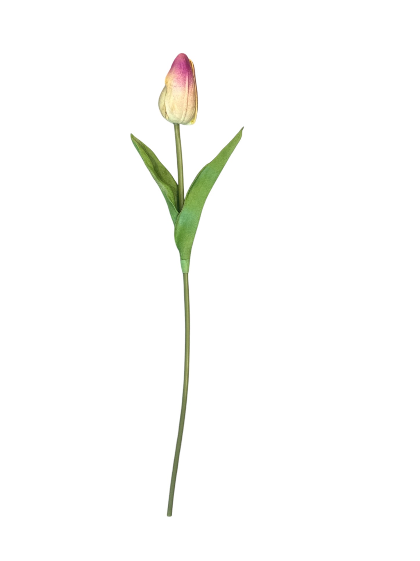 Tulipano