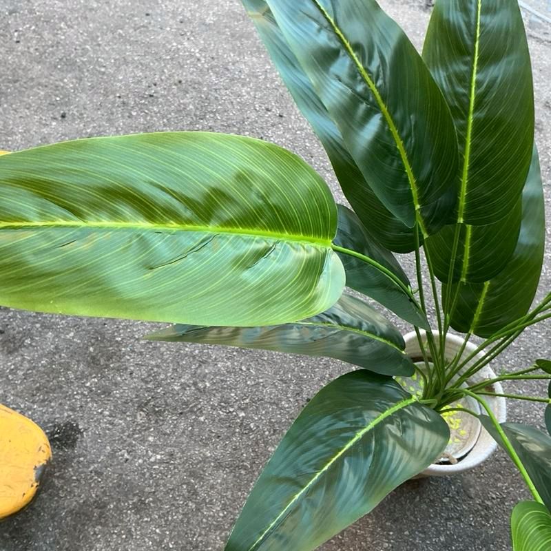 Sterilizza Decorativa Con Vaso In Vimini e Cotone incluso