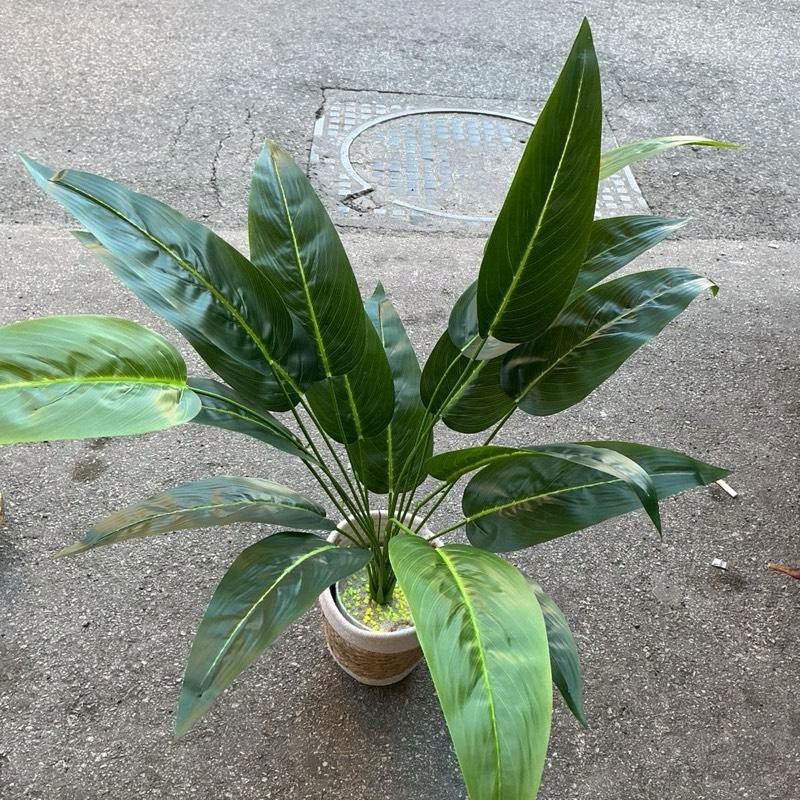 Sterilizza Decorativa Con Vaso In Vimini e Cotone incluso