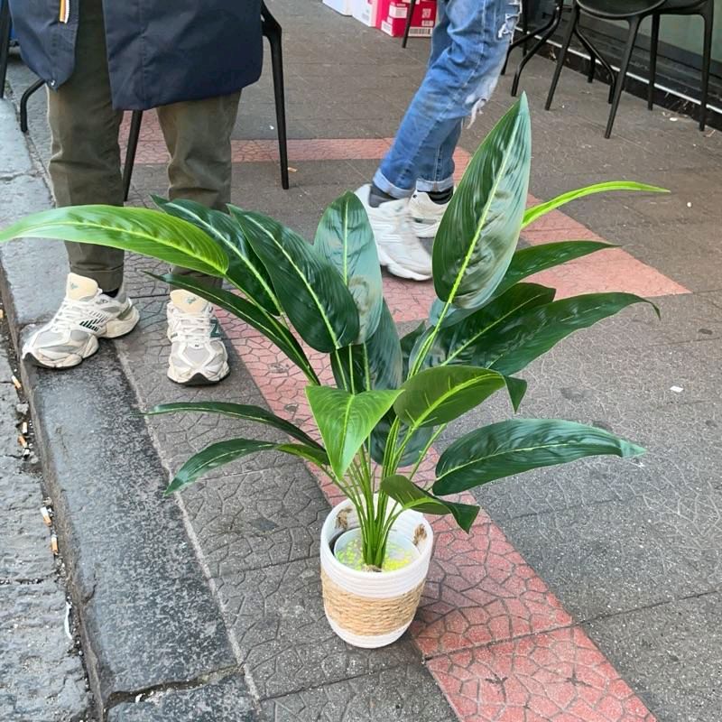 Sterilizza Decorativa Con Vaso In Vimini e Cotone incluso